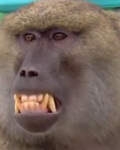 SlidBaboon's Avatar